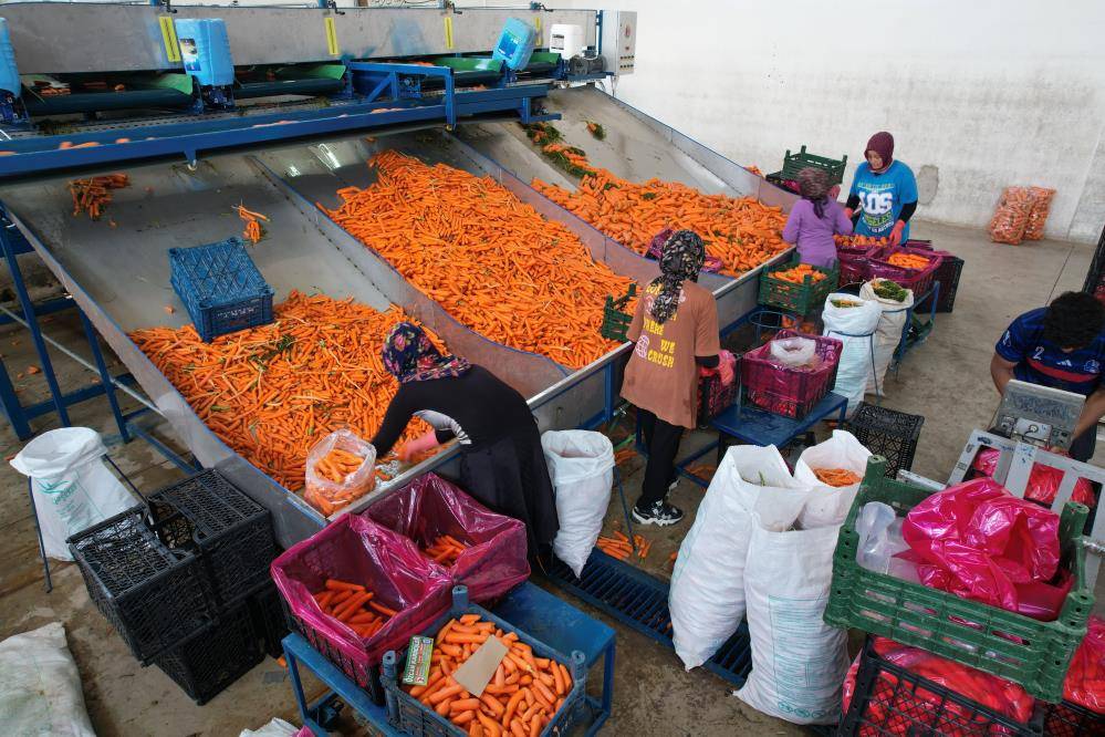 Konya’nın Türkiye’de iddialı olduğu üründe hasat zamanı 1